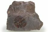 Enrolled, Red Austerops Trilobite - Hmar Laghdad, Morocco #310291-1